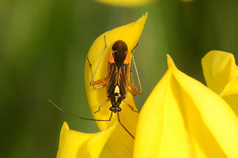 Miridae: Rhabdoscytus costae